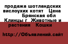 продажа шотландских вислоухих котят › Цена ­ 5 000 - Брянская обл., Клинцы г. Животные и растения » Кошки   